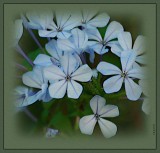 Plumbago