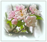 Crab apple blossom