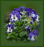 Violas