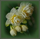 Jonquils 2