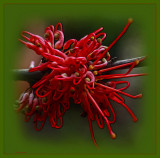 Hakea