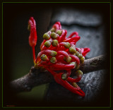 Hakea unfurling