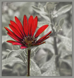 Osteospermum selective red