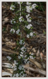 Thryptomene