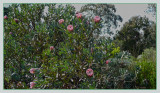 Protea