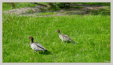 Mr & Mrs Duck