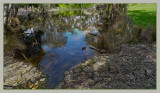 Duck on the Billabong