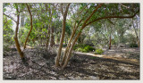 Pathway through the scrub