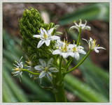 Cuban Lily, white