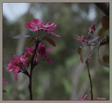 Purple Crab-apple 2