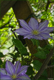 Clematis H.F. Young