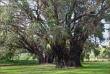 Ancient trees