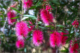 Callistemon hybrid