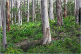 Karri forest