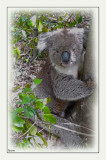 Stressed koala