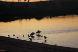 Birds at dusk