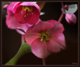 Helleborus Annas Red