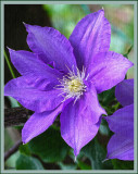 Clematis