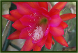 Epiphyllum, the red one