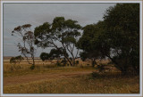 Country view
