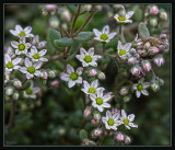 Succulent in flower