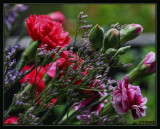 Spray carnations