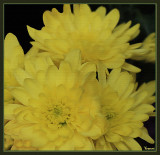 Chrysanthemums