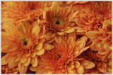 Chrysanthemums