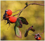 Rose hips & coloured leaves