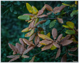 Oak leaves in winter