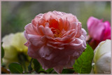 A posy of roses