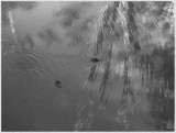 Pond ripples