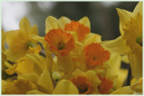 Daffodils