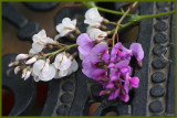 Hardenbergia