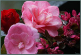 Camellia blooms and some crab apple blossom