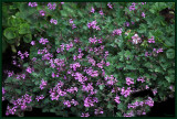 Pelargonium rodneyanum