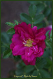 Freycinet a rugosa rose