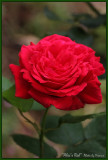 My love is like a red red rose...