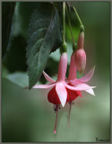 Fuchsia from my sister.