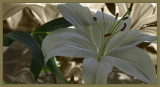 Strong-pong Lily