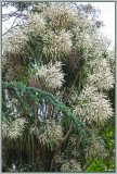 Cordyline