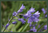 Bluebells