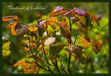 Autumn leaves in the rose garden