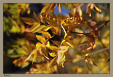 Ash trees turning gold