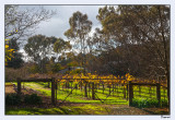 Display vineyard gate.