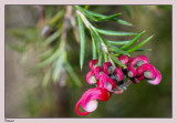 Grevillea