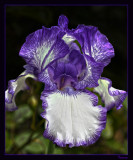 Tall Bearded Iris