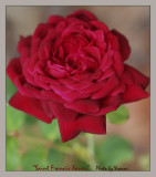 St. Francis Xavier rose for Valentines Day