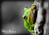 TreyTreeFrog-6.JPG