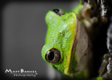 TreyTreeFrog-7.JPG